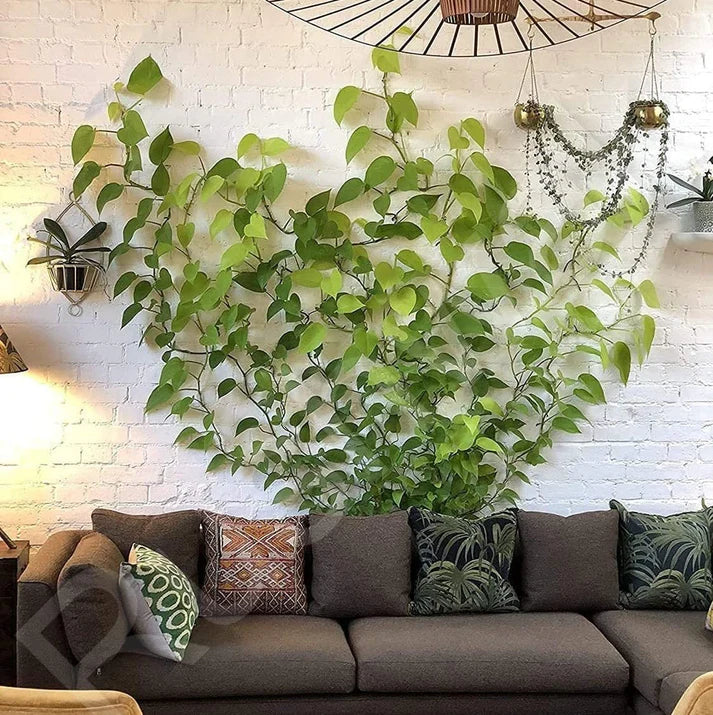 VineGrip™ – Transparent Plants Climbing Wall Clips (Pack of 60)