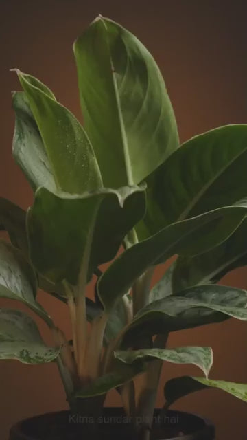 GreenGlow Fertilizer Sticks For Plants